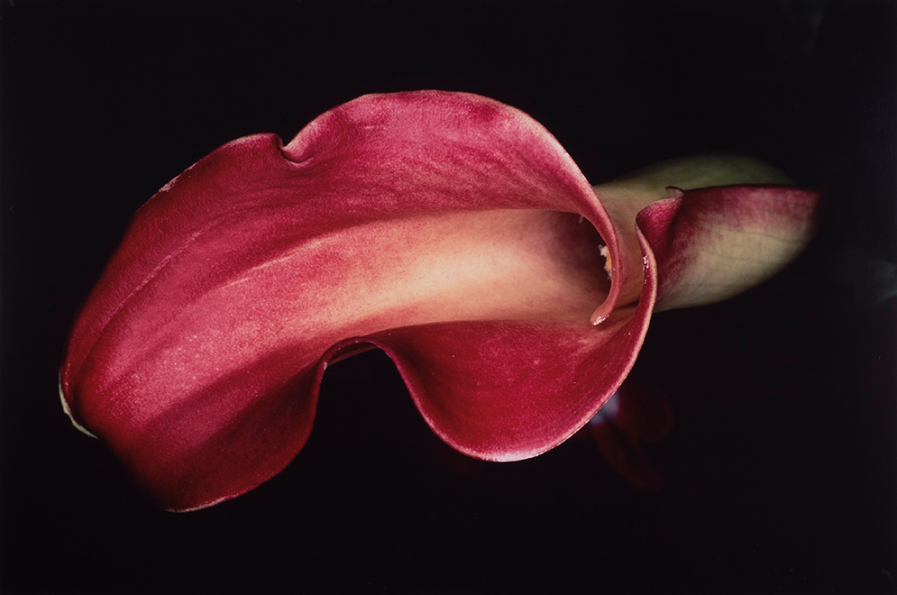Flower Rondeau