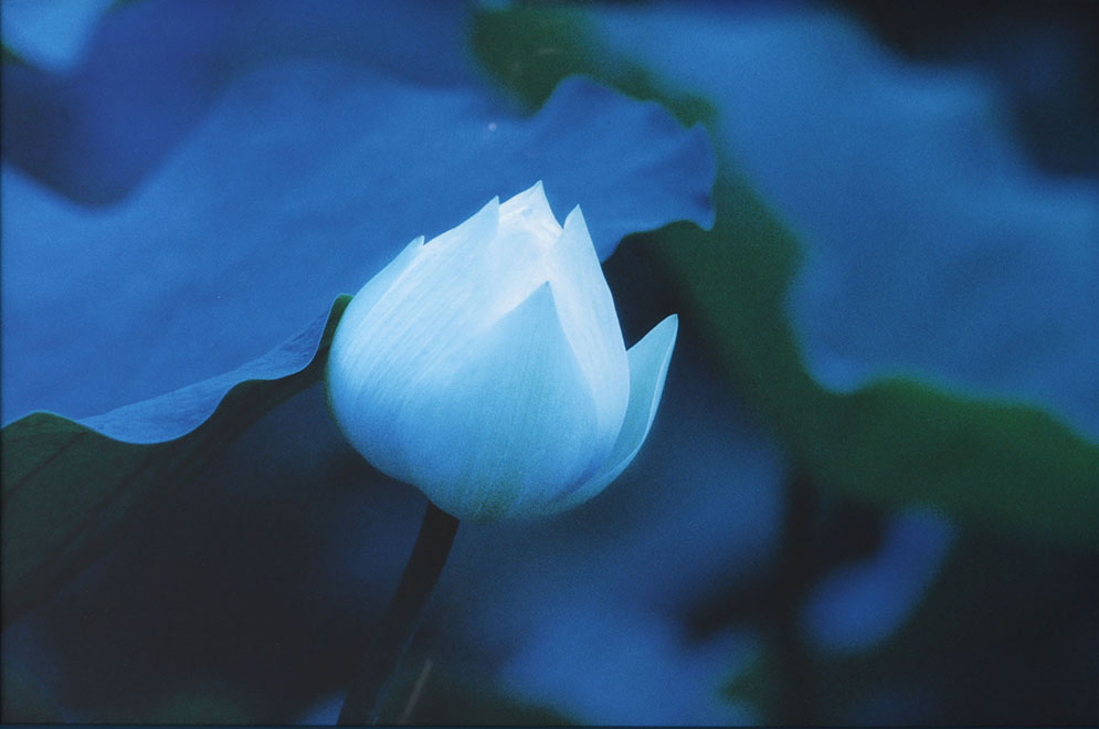 内藤忠行 Tadayuki Naitoh Blue Lotus #1 | BROWSE | Walls Tokyo