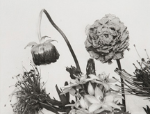 荒木経惟（アラーキー） Nobuyoshi Araki Ku Ka | ONLINE STORE