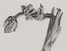 C PHOTO 荒木経惟 アブラモヴィッチ ジェフ・ウォール 月光写真 / Gekko Shashin（Signed） - 荒木 経惟 / Nobuyoshi Araki