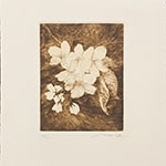 桜の花