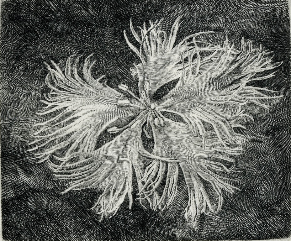 撫子