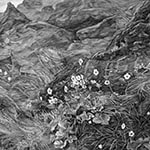 高山の花