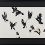 Fly